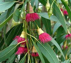 Australian nature, red flowers of gum tree with bee collecting pollen closeup. Australian Flowers Interflora