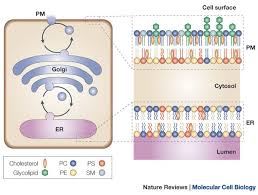 Maybe you would like to learn more about one of these? Lipid Traffic Floppy Drives And A Superhighway Nature Reviews Molecular Cell Biology