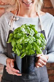 Esta deliciosa pasta con pesto rápido de albahaca y bacon es la solución perfecta para una cena rápida y sin complicaciones. Sabes Que Hierbas Aromaticas No Pueden Faltar En Tu Despensa Y Como Cocinar Con Ellas