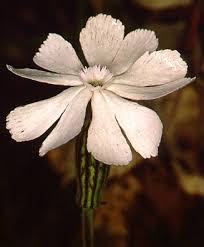 Image result for Silene burchellii