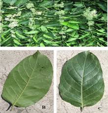 Image result for Psydrax subcordata