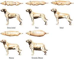 pitbull size chart goldenacresdogs com