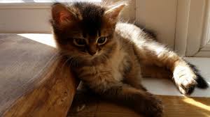 3 girls and 1 boy. Glasgow Cats For Sale