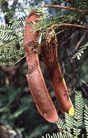 Image result for Elephantorrhiza suffruticosa