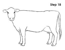 How To Draw A Cow Cow Drawing Cool Cartoon Drawings Pictures To Draw