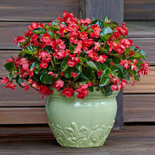 Check spelling or type a new query. Surefire Red Begonia Plant Addicts