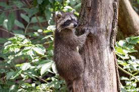 When that sun goes, down out comes all. Three Tips On How To Deter Raccoons Nite Guard