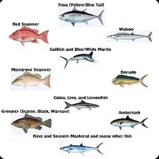 Louisiana Salt Water Fish Gulf Coast Fishing Trips