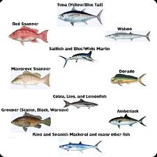 Louisiana Salt Water Fish Gulf Coast Fishing Trips Salt