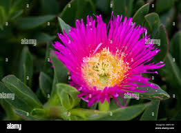 Image result for Dombeya kirkii