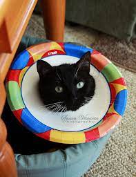 Pin On Cat Skills