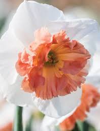 Daffodil Precocious Tesselaar In 2020 Daffodils Daffodil Bulbs Spring Bulbs