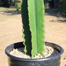 Image result for Euphorbia candelabrum