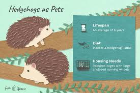 They have sharp quills that can make handling difficult. How To Care For Pet Hedgehogs Basic Hedgehog Care Guide
