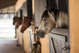 Net als vier jaar geleden deed ze dit samen met haar paard salinero, terwijl ze dat in 2000 met bonfire deed. Alles Over Anky Van Grunsven 1pknoord Nl