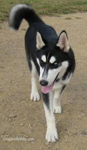 Sometimes white husky dogs are deemed not too smart because they can be challenging to train. Siberian Husky Dog Breed Pictures 1