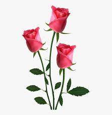 Fresh beautiful pink rose petal and aroma with drop of water for love flower or valentine day on black background isolated included clipping path for easy cut. Transparent Background Pink Roses Clipart Beautiful Roses Hd Png Png Download Transparent Png Image Pngitem