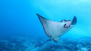 Diving with turtle, stingray and jellyfish