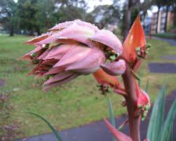 Image result for Beschorneria yuccoides