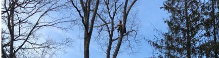 Maybe you would like to learn more about one of these? Second Nature Tree Llc Peekskill Ny Alignable
