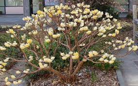 Oriental paper bush (edgeworthia chrysanta): Buy Edgeworthia Chrysantha Paper Bush Online From Wilson Bros Gardens Plants Edgeworthia Chrysantha Garden Shrubs