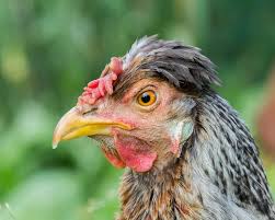 6 week old easter egger rooster. Easter Egger What To Know About Rainbow Egg Layers Chickens And More