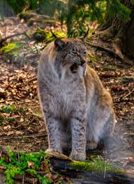 Lynx are similar to a regular house cat, but larger. Lynx Calls Compared Wildechoes