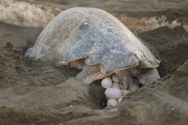 We are around all year so if you have any questions regarding the process or care for the animals afterword please email us on sales@reptilecentre.com,call our northampton store on 01604 753823 or our towcester store on 01327 350088. What Do Turtle Eggs And Nests Look Like With Pictures Pet Keen