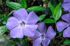 Vincapervinca Amistad Periwinkle Flowers Vinca Minor Vinca