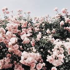 Nature Roses Aesthetic Spring Flowers Tumblr Rose Https Weheartit Com Entry 327795357 Flower Aesthetic Flower Backgrounds Flower Art