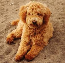 Look at pictures of goldendoodle puppies in texas who need a home. F1 Mini Goldendoodle Puppies