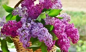 Unfortunately, since lilacs prefer colder climates. All You Need To Know About Pruning Lilacs Pansy Maiden