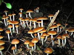 Magic Mushroom Drug For Resistant Depression Scimex