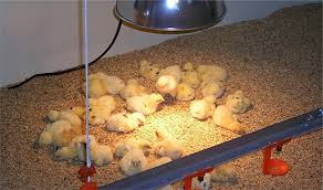 El control ambiental en la avicultura - Molinos Champion