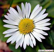 انواع الزهور بالصور واسمائها في العالم