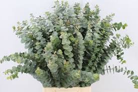 Discover savings on eucalyptus flower & more. Eucalyptus Baby Blue Flora United International