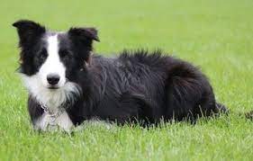 Border Collie 18 Months