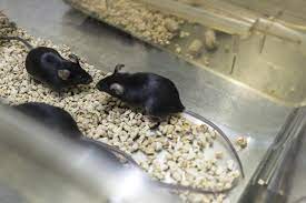 Reversal Of Biological Clock Restores Vision In Old Mice