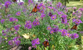 Butterfly garden plants butterfly feeder planting flowers diy butterfly hummingbird garden lawn and garden hillside garden native plants dream garden gardens that attract butterflies. Butterfly Garden How To Design One Lawnstarter