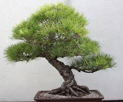 Japanese black pine thunderhead bonsai. Japanese Black Pine Pinus Thunbergii Bonsai Seeds The Bonsai Tool Supply Company Of Canada