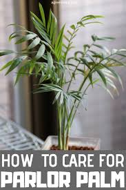 How To Care For Parlor Palm Plant Palm House Plants Palm Plant Care Palm Plant