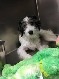 We formed in 2010 and have saved and improved the lives of thousand of animals in kansas city, mo. Kansas City Mo Terrier Unknown Type Small Meet Captain A Dog For Adoption Dog Adoption Kitten Adoption Pets