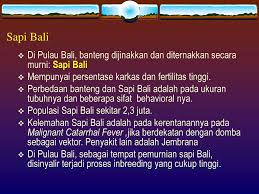 Saat anda menemui kuda liar, pastikan anda berada di jarak yang dekat dengannya dan equip capturing rope. Perkembangan Ternak Sapi Dan Kerbau Ppt Download