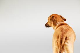 Photoshoot With Former Stray Dog Nanna Dog Photography Dogs Nanna