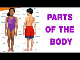 Body parts pictures for classroom and therapy. Speak Tamil Through English Spoken Tamil Lesson 19 Body Parts Schoolconnects