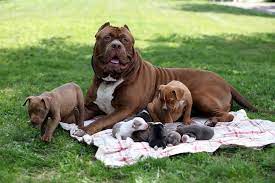 dunyanin en buyuk pitbull hulk ve 8 yavrusuna 500 000 dolar deger bictiler the world s largest pitbull hulk an hulk the pitbull pitbulls pitbull puppies