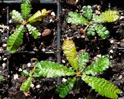 Image result for Biophytum