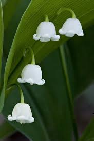 Advent Meditation Lily Of The Valley Lily Of The Valley Planting Flowers Beautiful Flowers