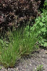 Image result for Juncus