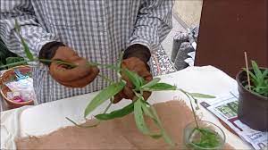 Rumput siti khadijah, ketereh, kelantan, malaysia. Rumput Siti Khadijah Beijing Grass Angel Grass Youtube